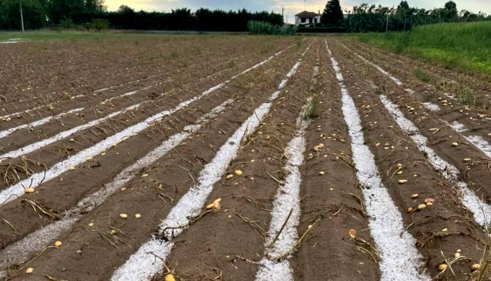 La grandine ha devastato le colture