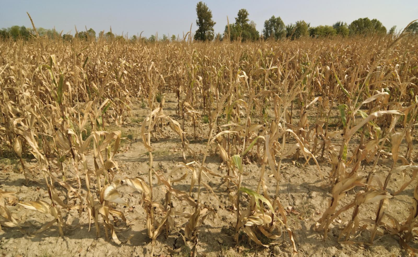 Campi ustionati o devastati, il Comune chiede lo stato di crisi
