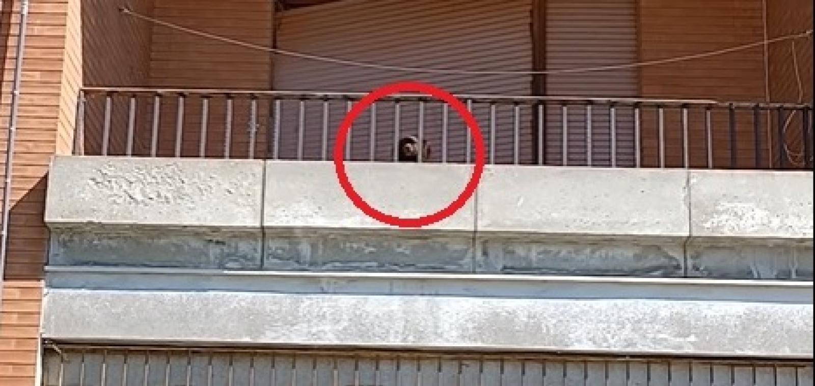 Cane recluso in balcone, arrivano i carabinieri