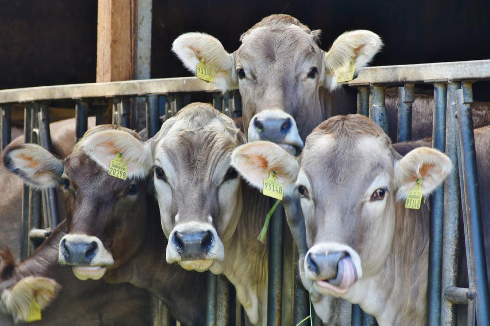 Mucche distrutte dal caldo, crolla la produzione di latte