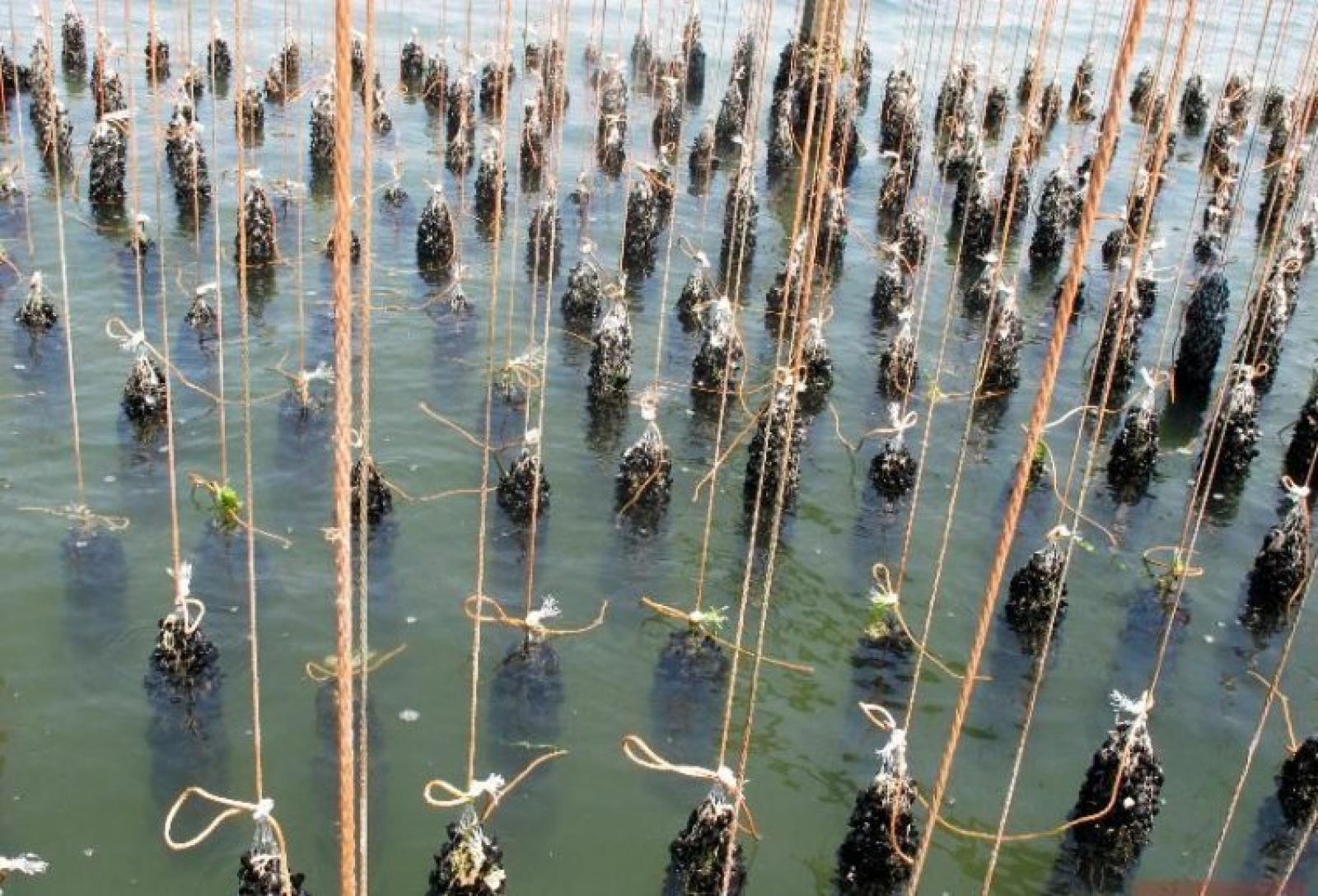 Moria di cozze, 1500 posti di lavoro a rischio