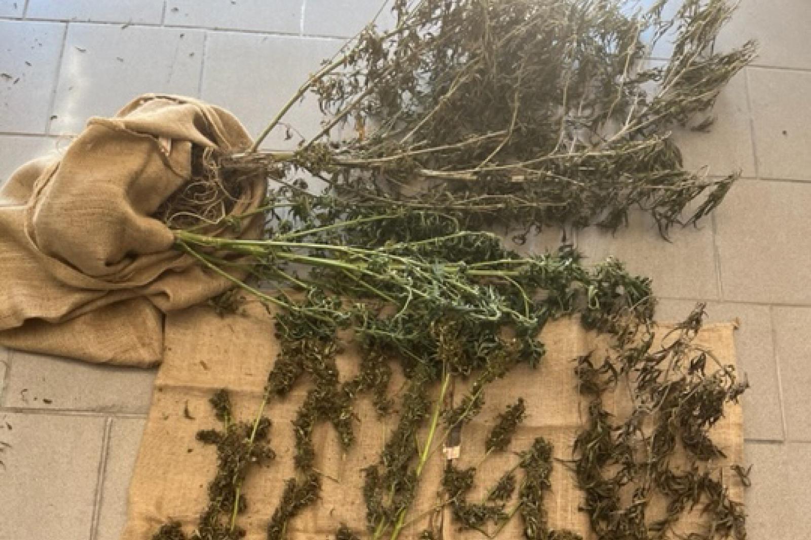 In tenda sull'argine, realizza una piantagione di droga