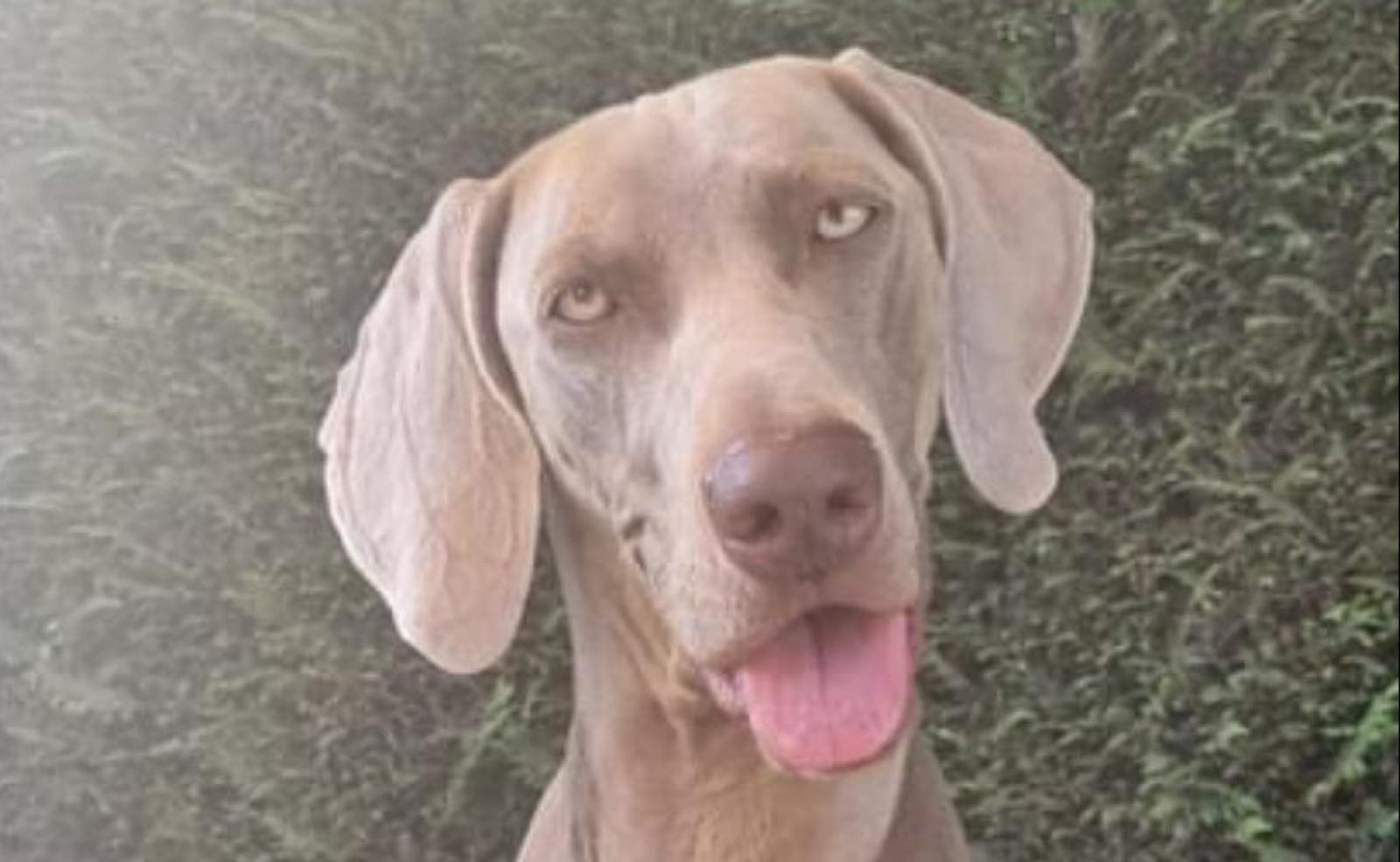 Cane beve dallo scolo e muore, scattano le analisi