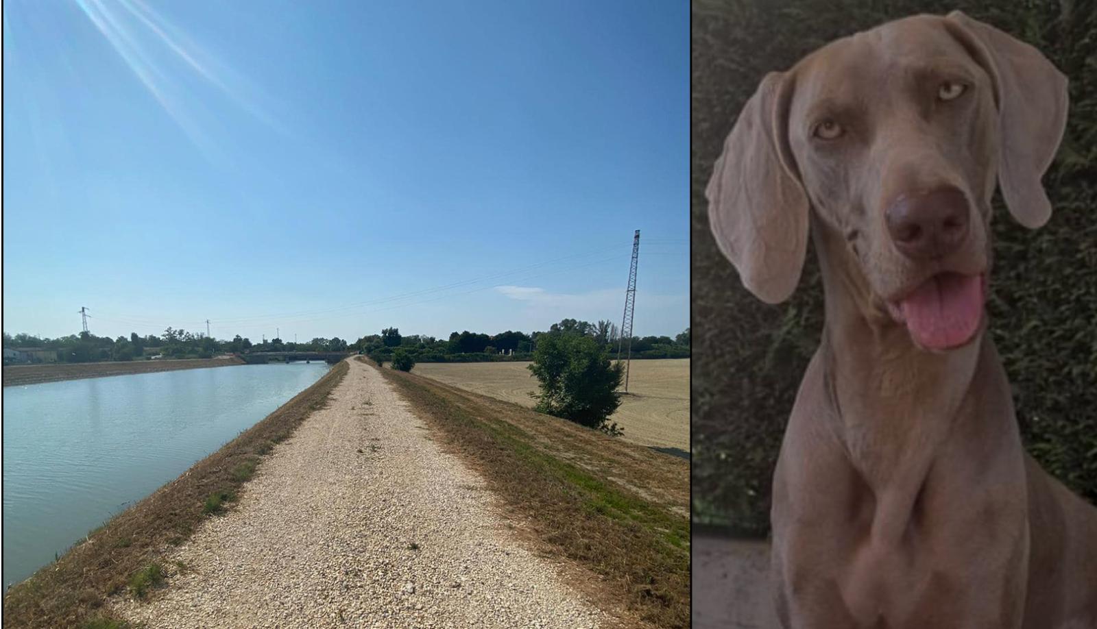 Cane beve dallo scolo e muore, scattano le analisi