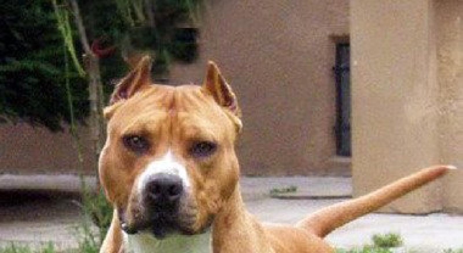 Cane libero al parco, bimbo di tre anni in Rianimazione