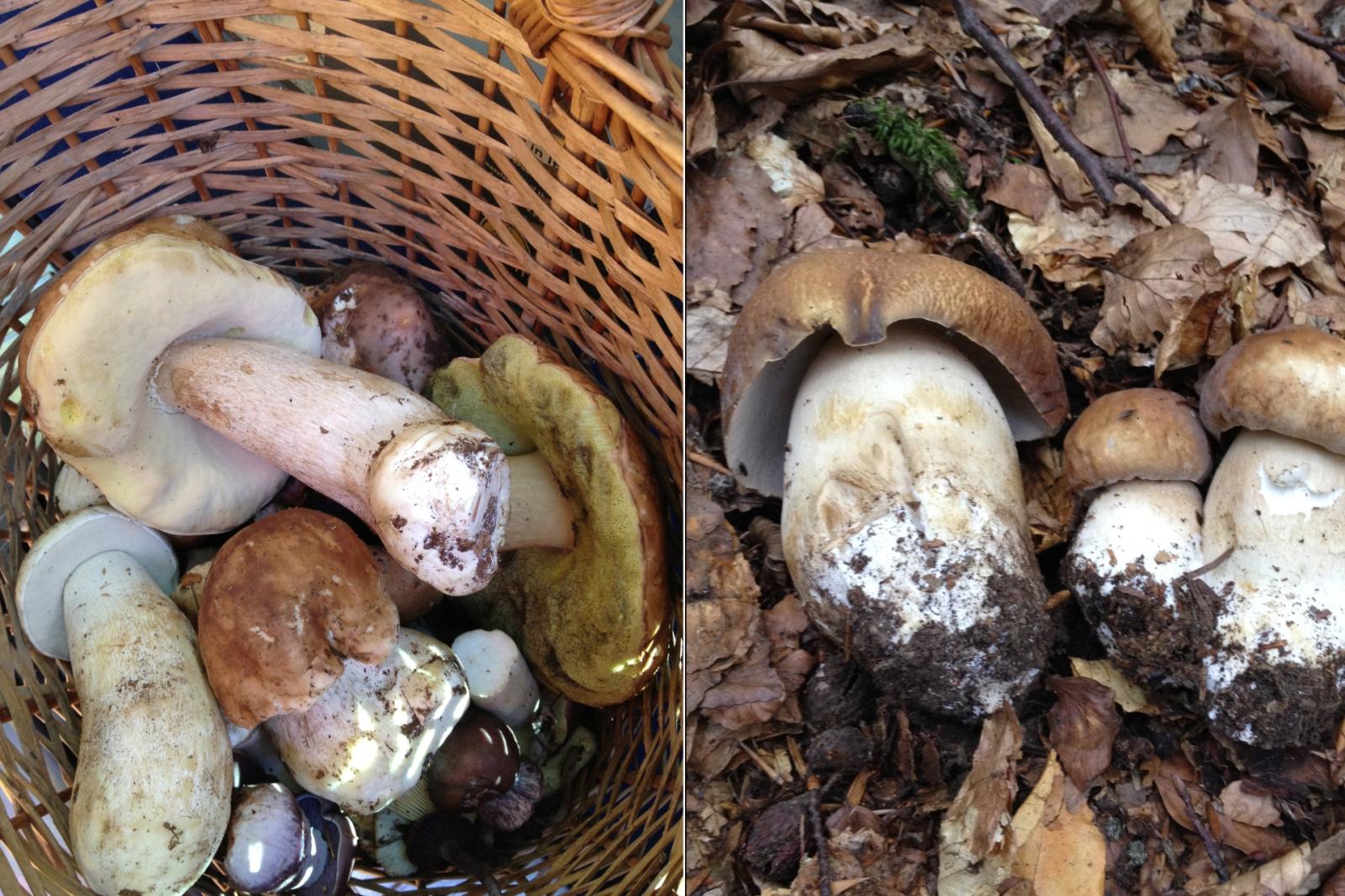 L'affascinante mondo dei funghi