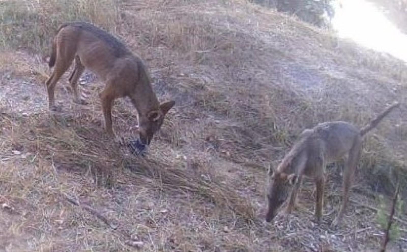 "Al lupo, al lupo!": il grido era vero 