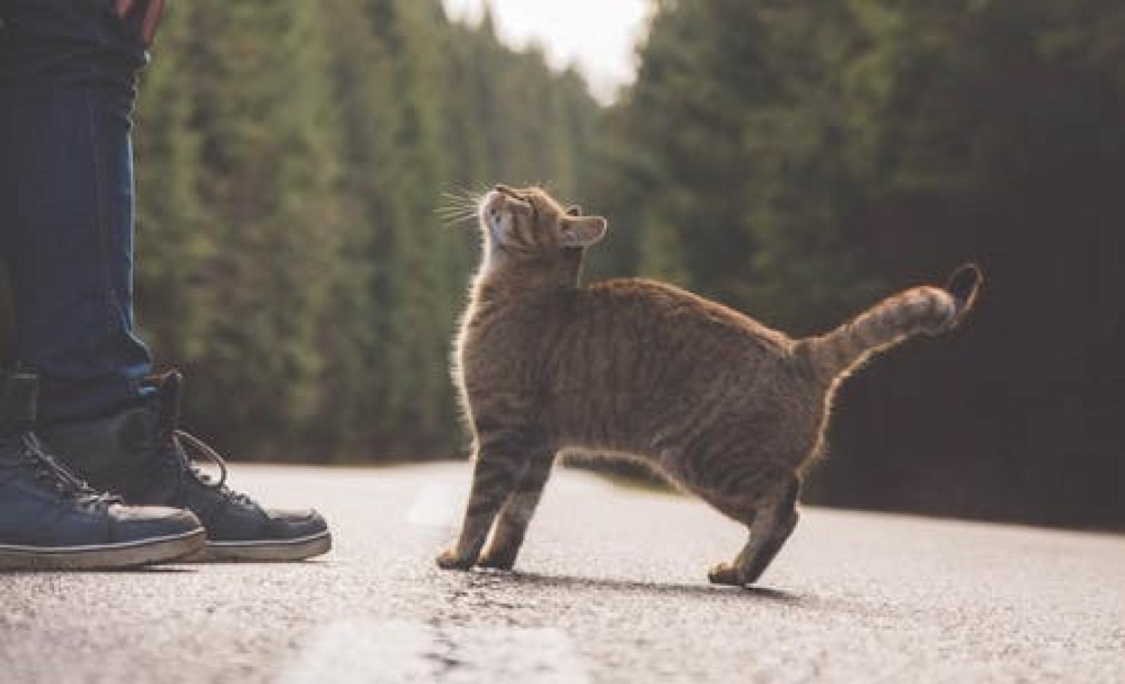 &ldquo;Rallenta, attenti al... gatto&rdquo;