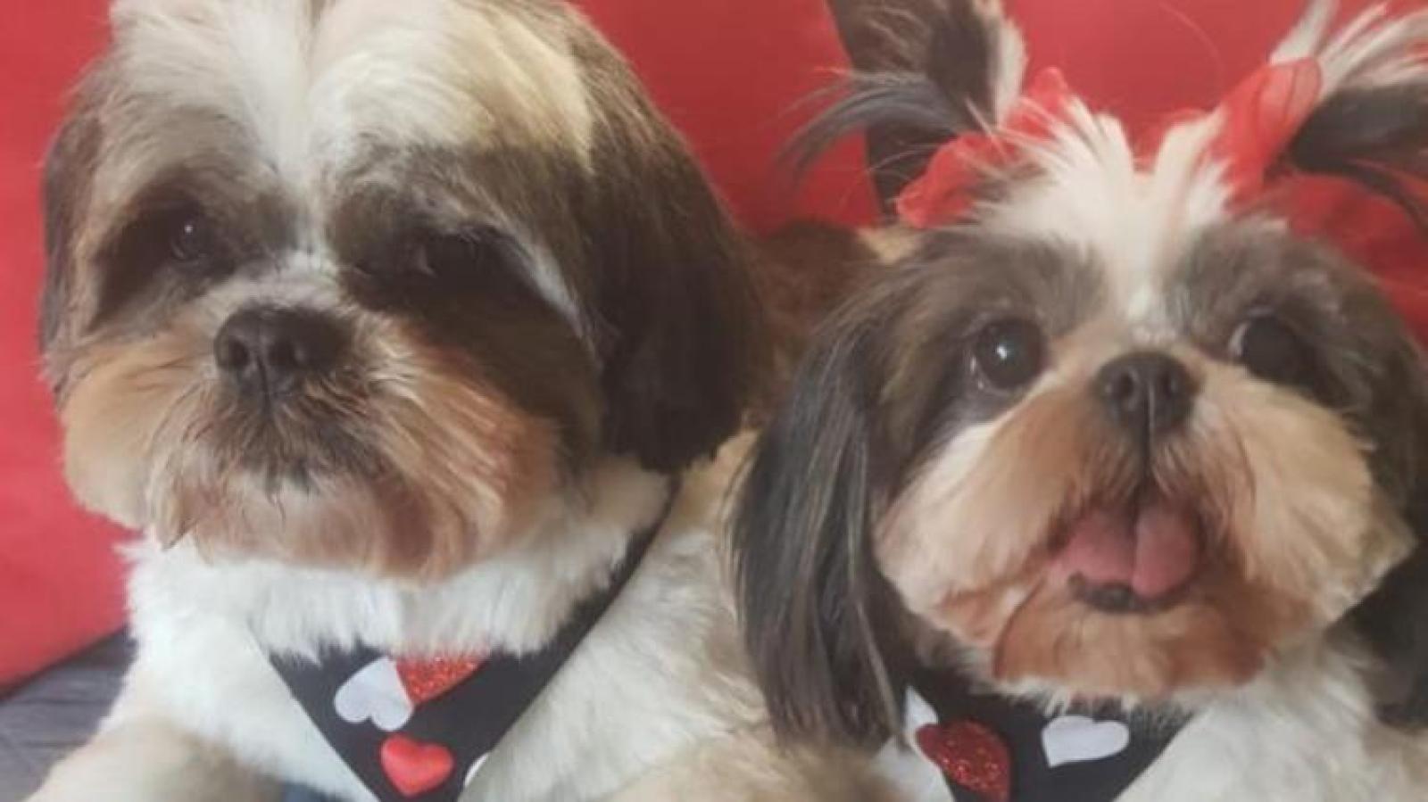 I due cagnolini che sono stati uccisi con il topicida