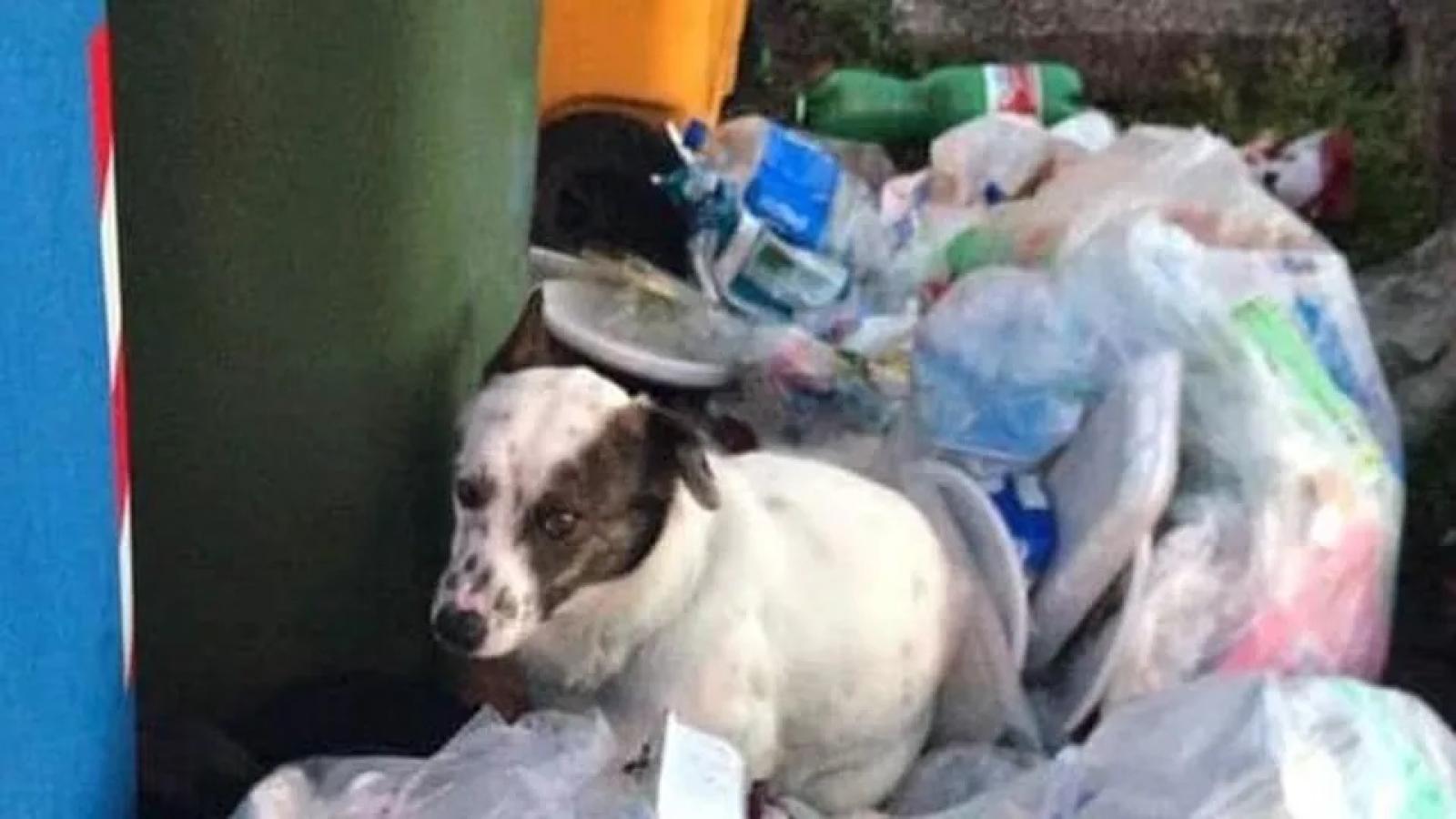 Abbandonato tra i rifiuti, ora Achille ha una famiglia