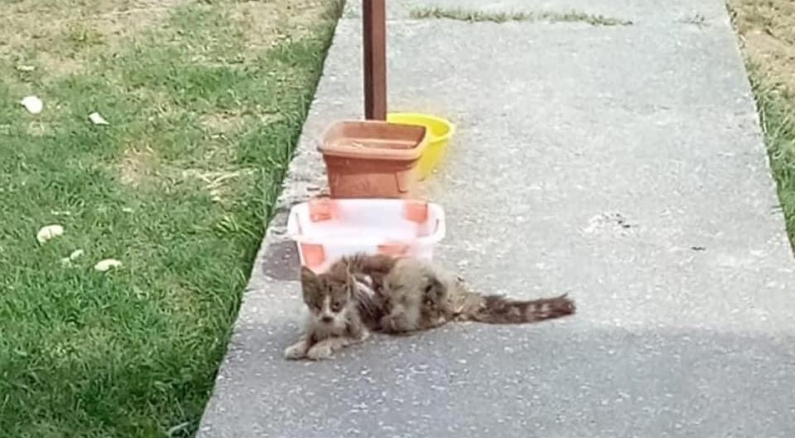Nessuno soccorre il micio abbandonato, che muore