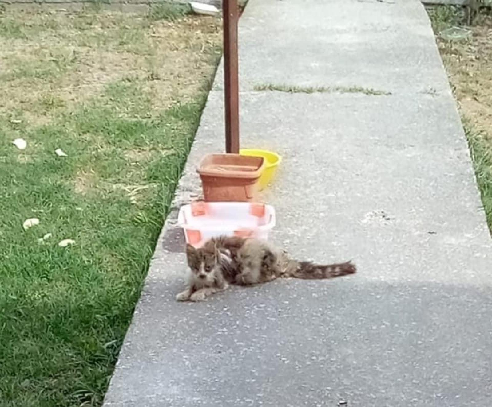 Nessuno soccorre il micio abbandonato, che muore