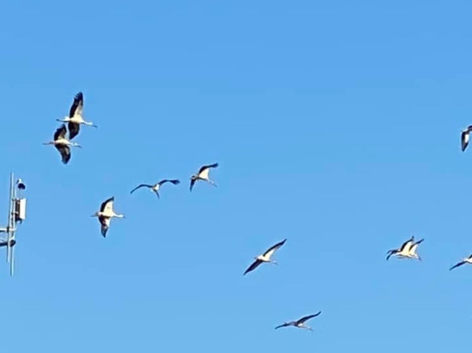 Le cicogne sono tornate in paese