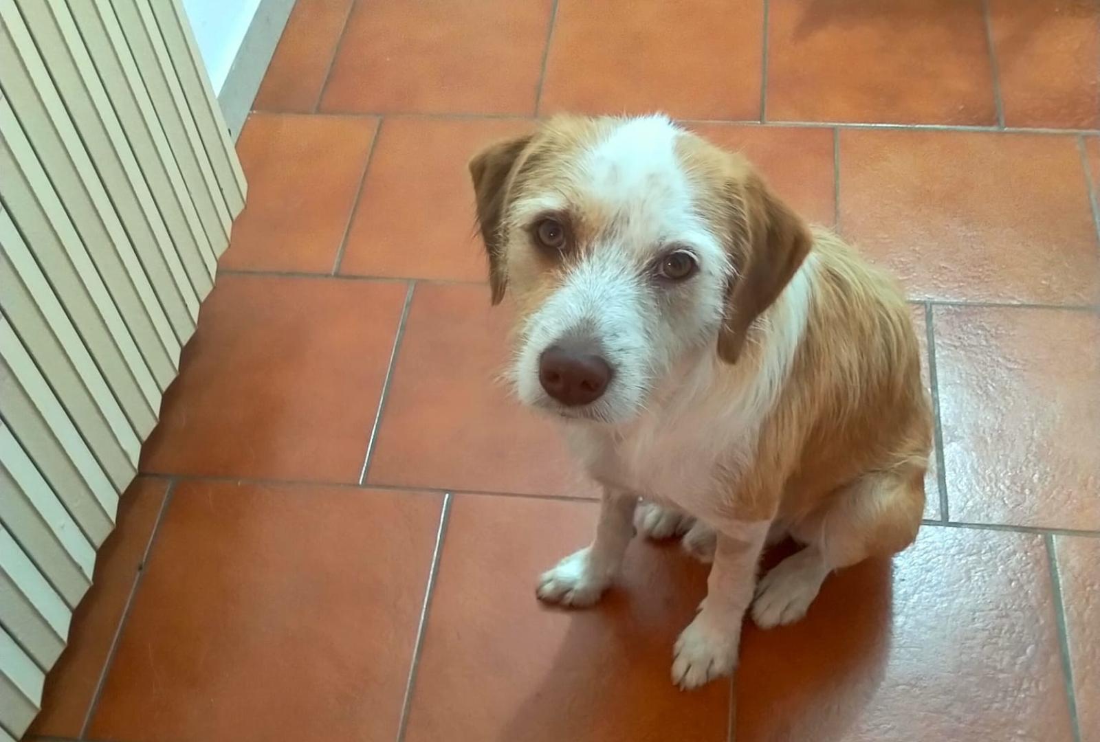 Le avvelenano il cane due volte in 15 giorni