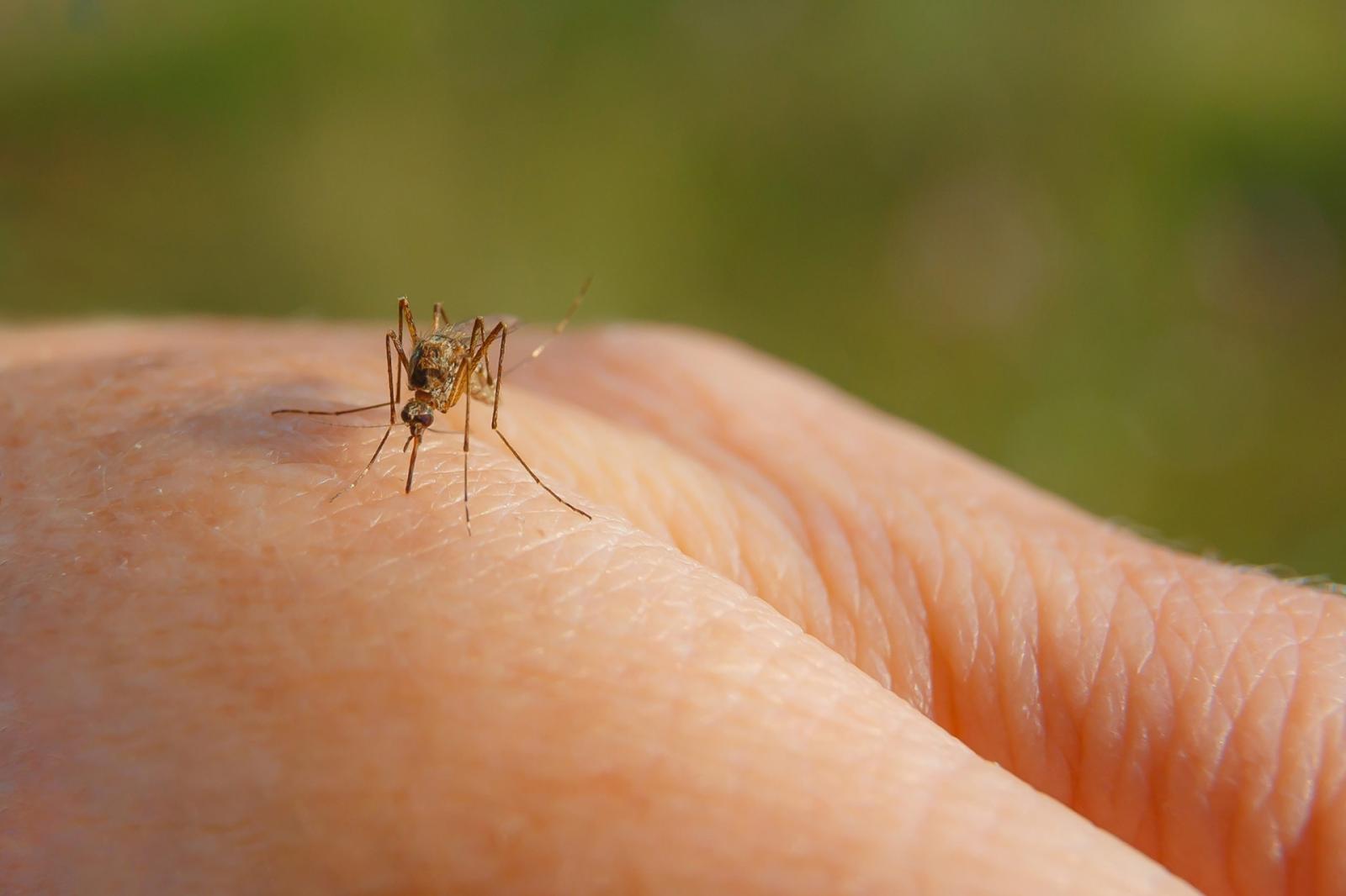 West Nile, &egrave; allarme: un contagio a Rovigo e uno ad Adria