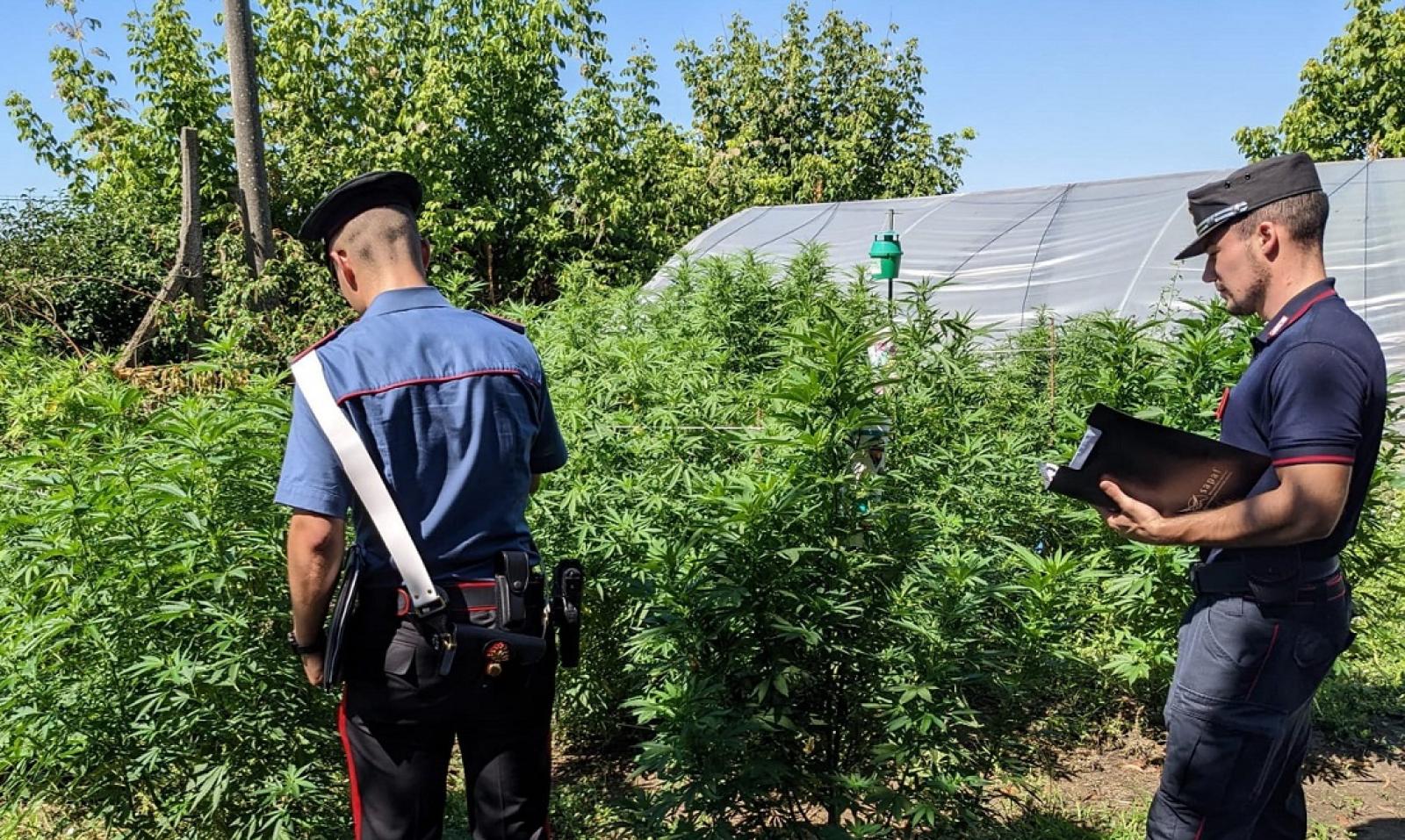 Arrestato l'agricoltore "convertito" alla marijuana
