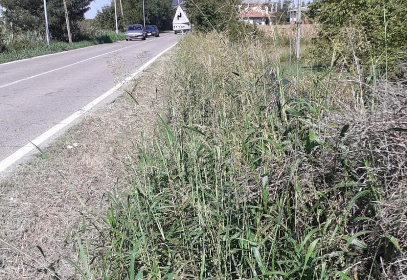 "Erba alta e acqua stagnante: il Comune ignora il virus"