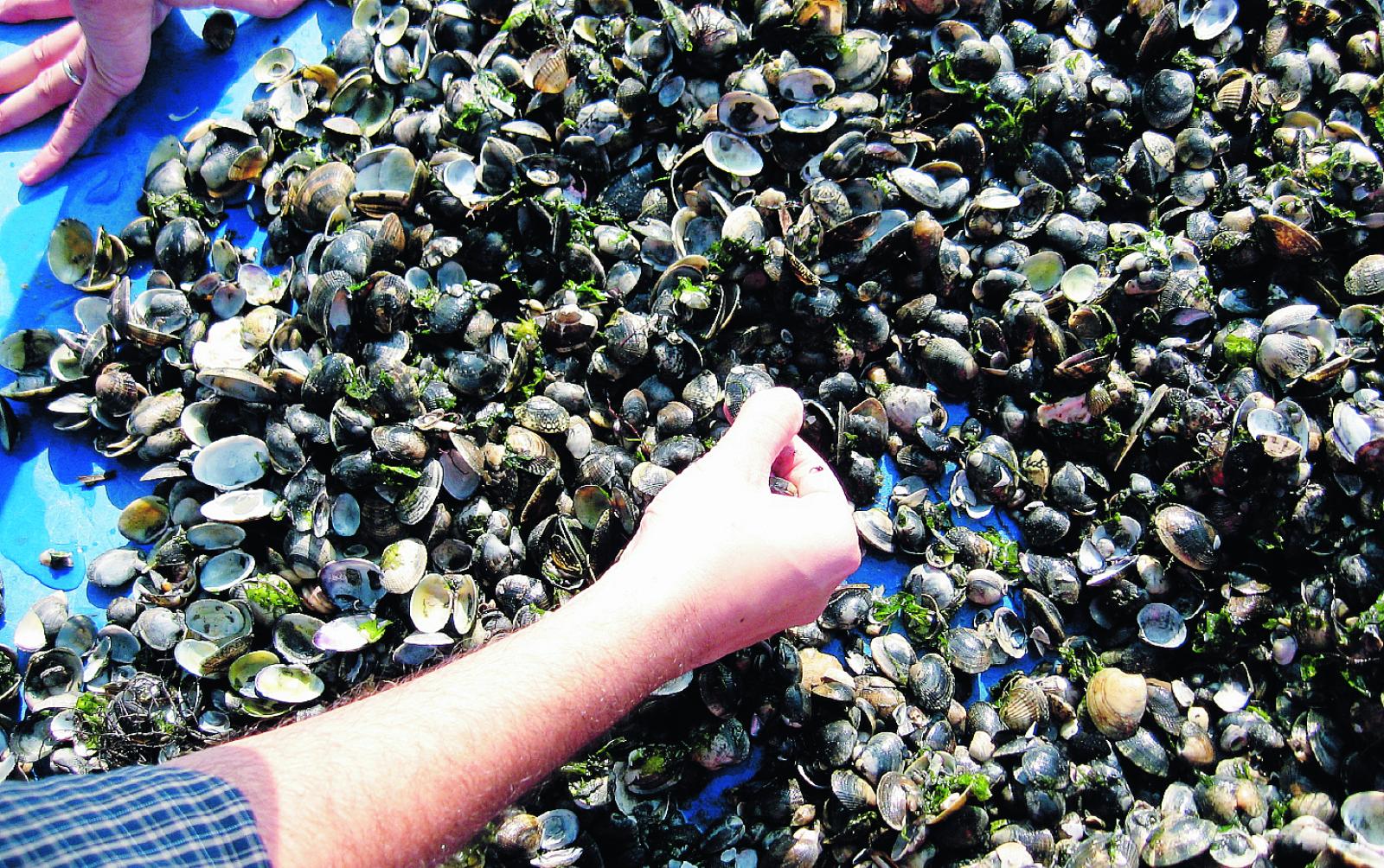 Una progetto di tutela per le nostre pescatrici