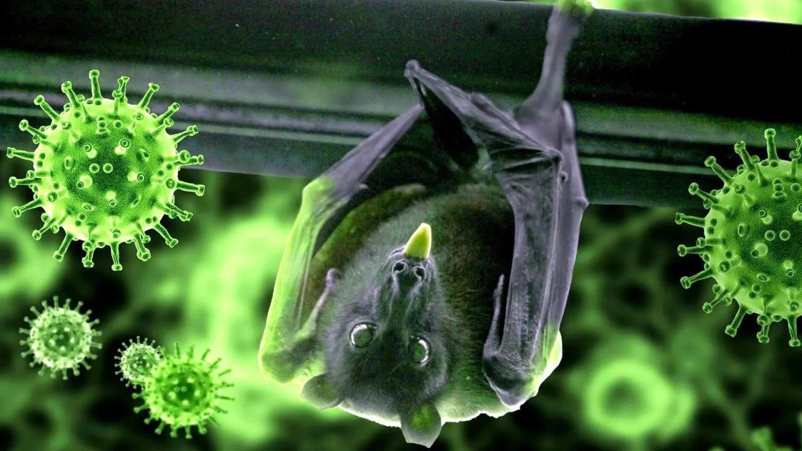 Un nuovo coronavirus resistente agli anticorpi