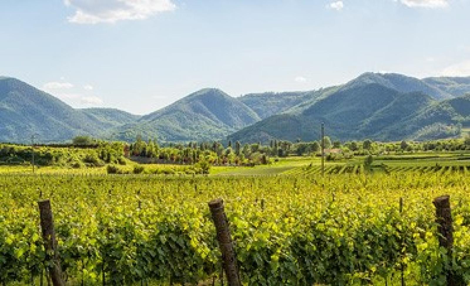 Il Parco dei Colli Euganei si candida a Riserva della Biosfera