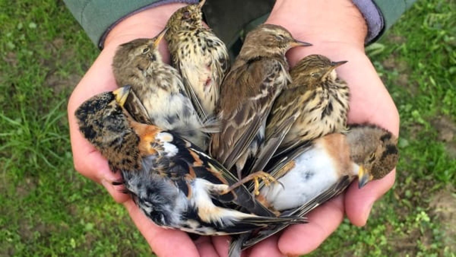 A caccia col richiamo vietato, per fare strage di uccelli