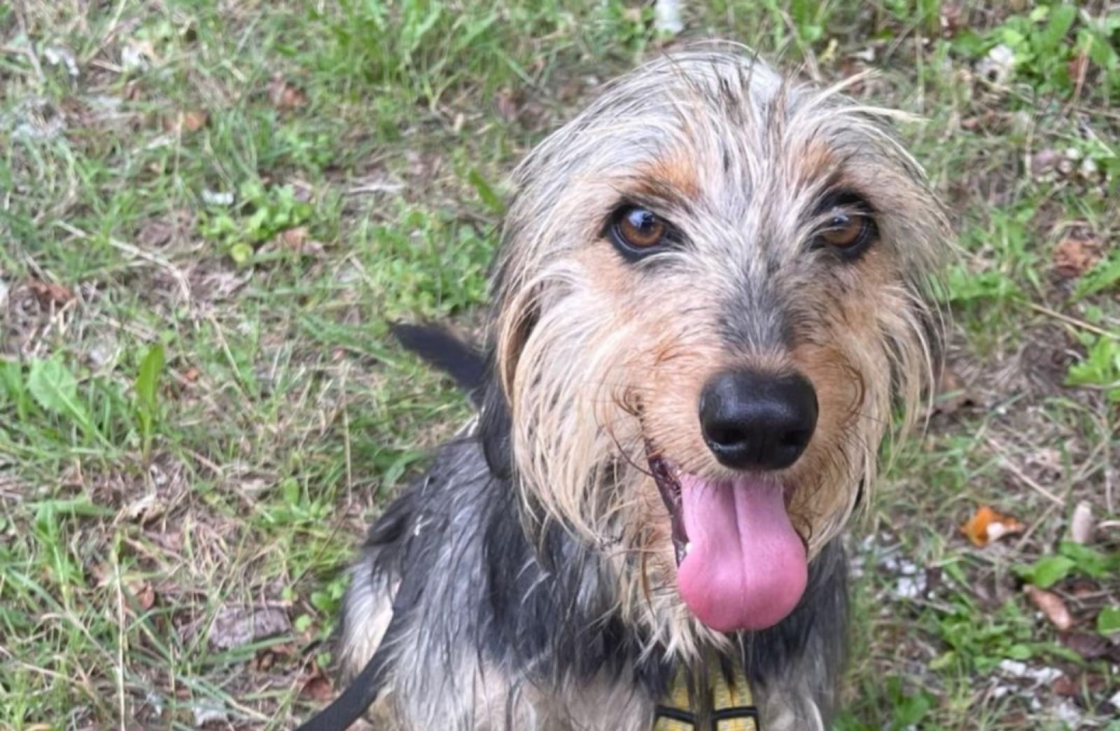 Vieni a conoscere il tuo nuovo amico a 4 zampe