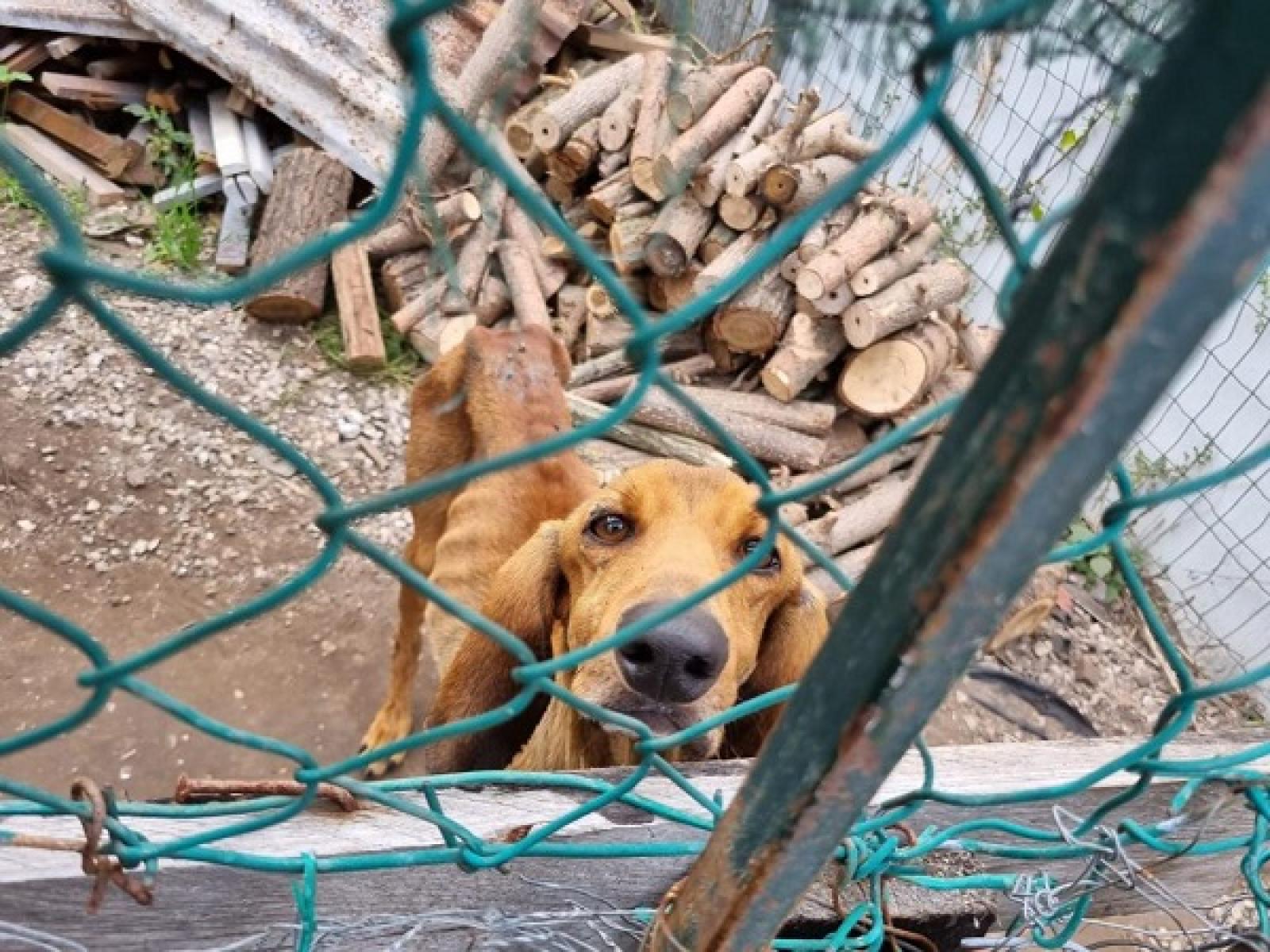 Lo avevano ridotto a uno scheletro: adottatelo!