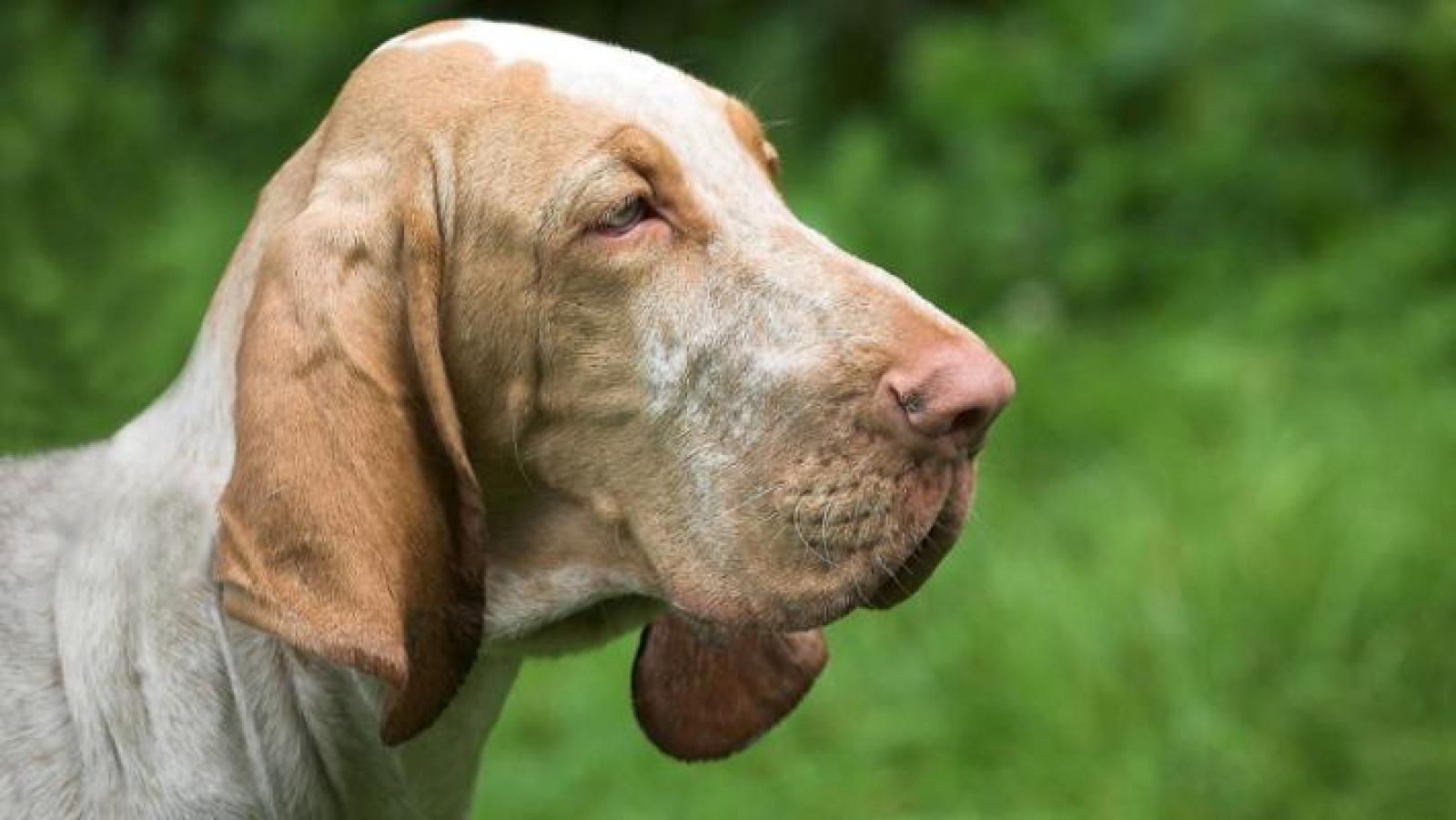 "I cacciatori? Non amano i loro cani, anzi..."