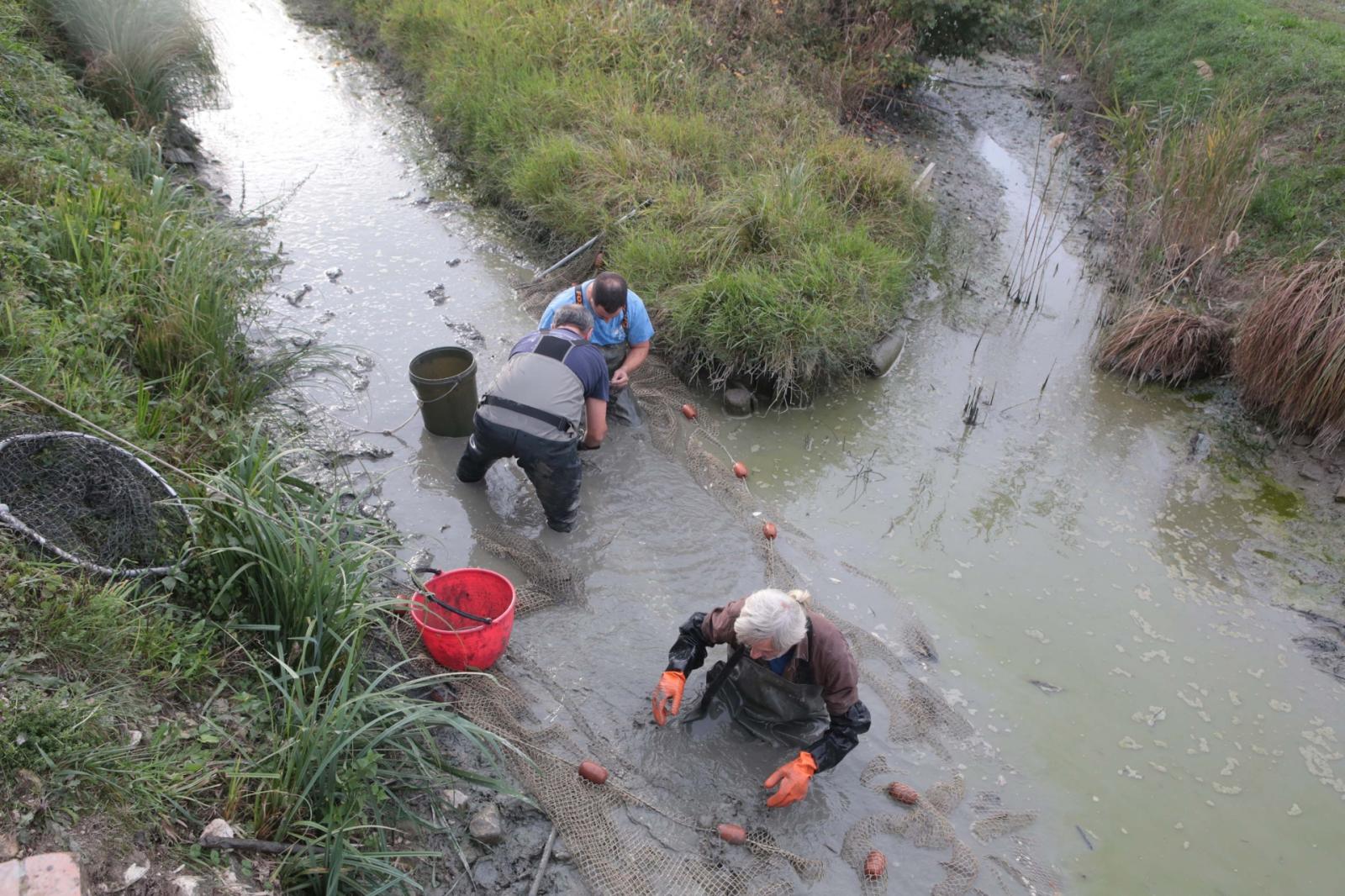 Canale a secco, strage di pesci