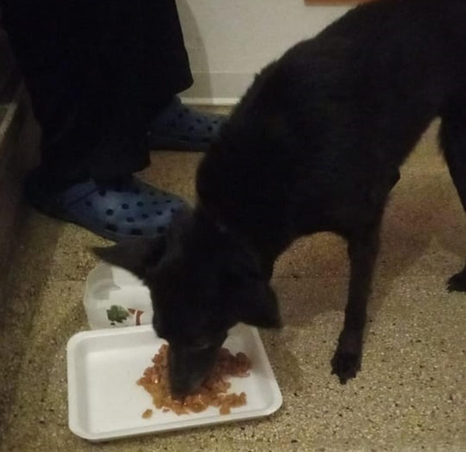 Lanciano una cagnolina dal furgone in corsa