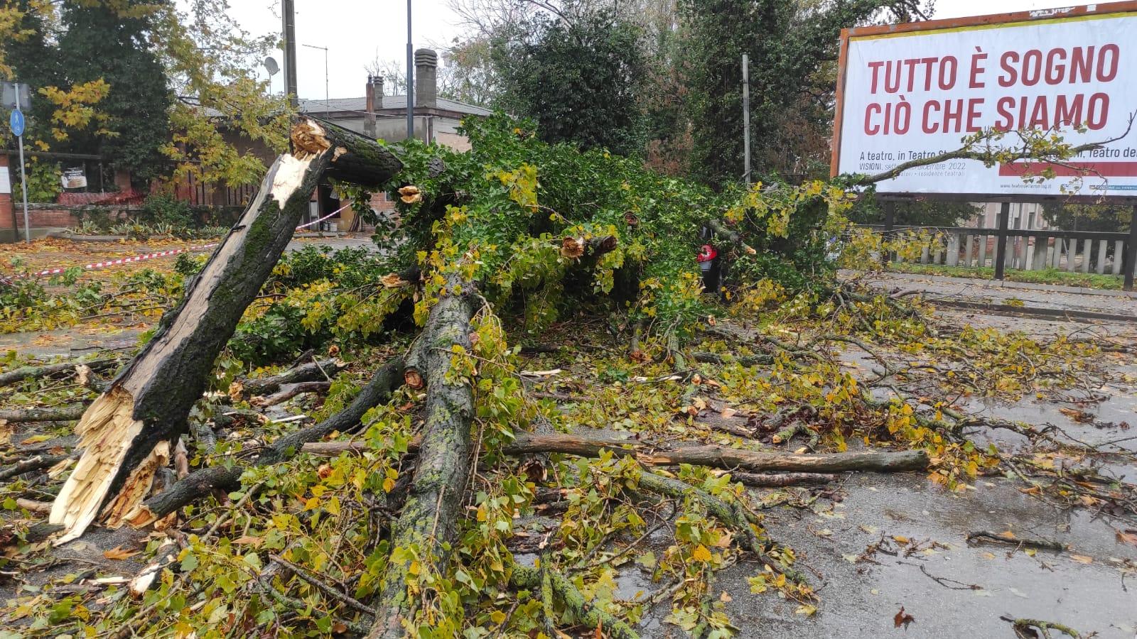 Nubifragio nel veneziano, alberi caduti