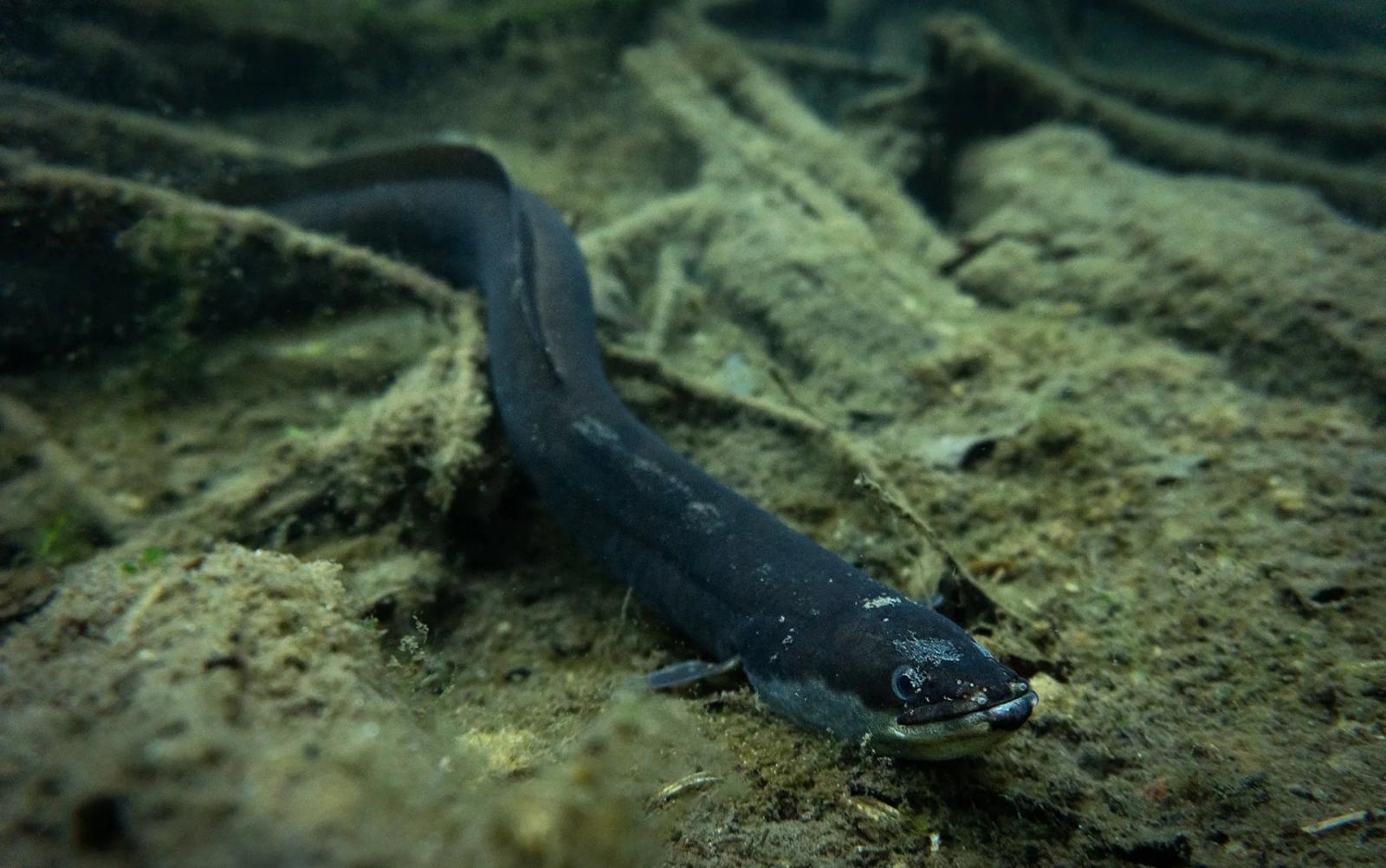 Ecco come si salvano le anguille