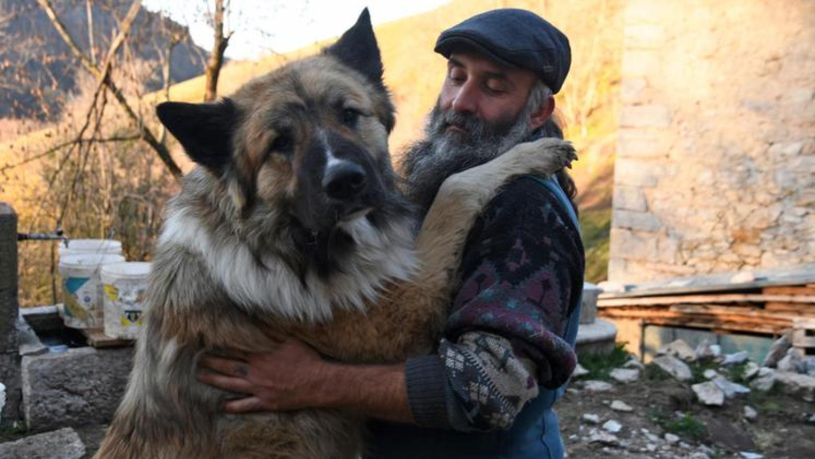 Lotta con tre lupi: il cane Gazunt star dei social