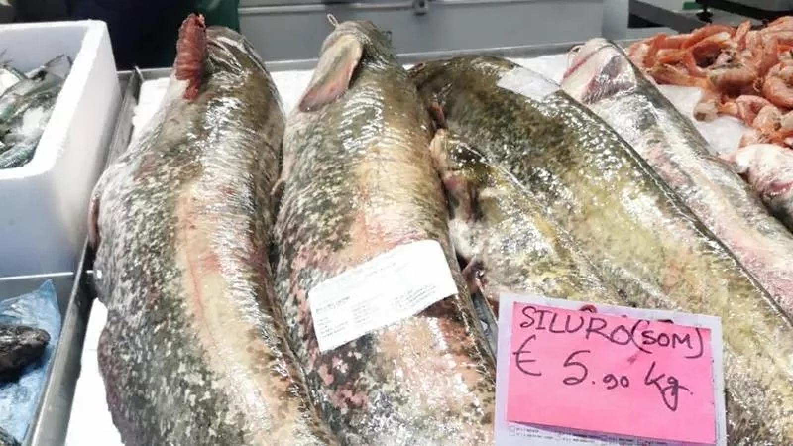 I siluri del Po finiscono al mercato del pesce