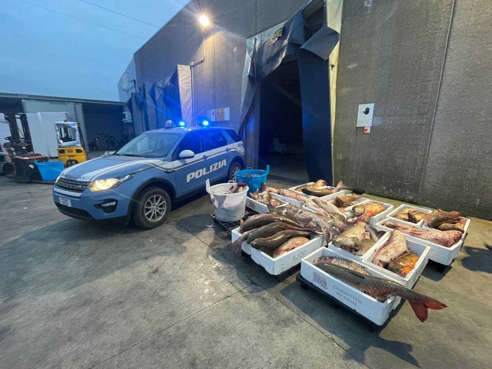 Guidavano sommersi dai pesci siluro pescati di frodo