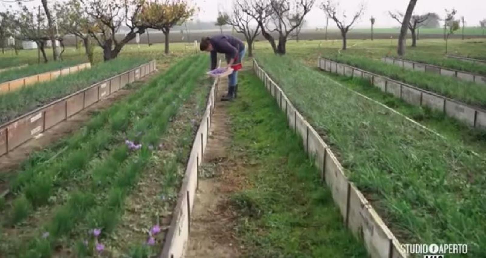 Lo Zafferano sbarca in tv