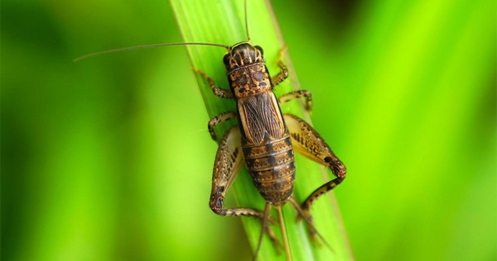 Via libera dall'Ue: mangeremo gli insetti