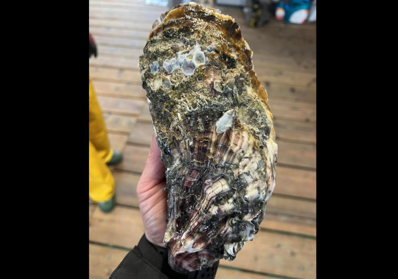 Un'ostrica da record pescato nella Sacca di Scardovari