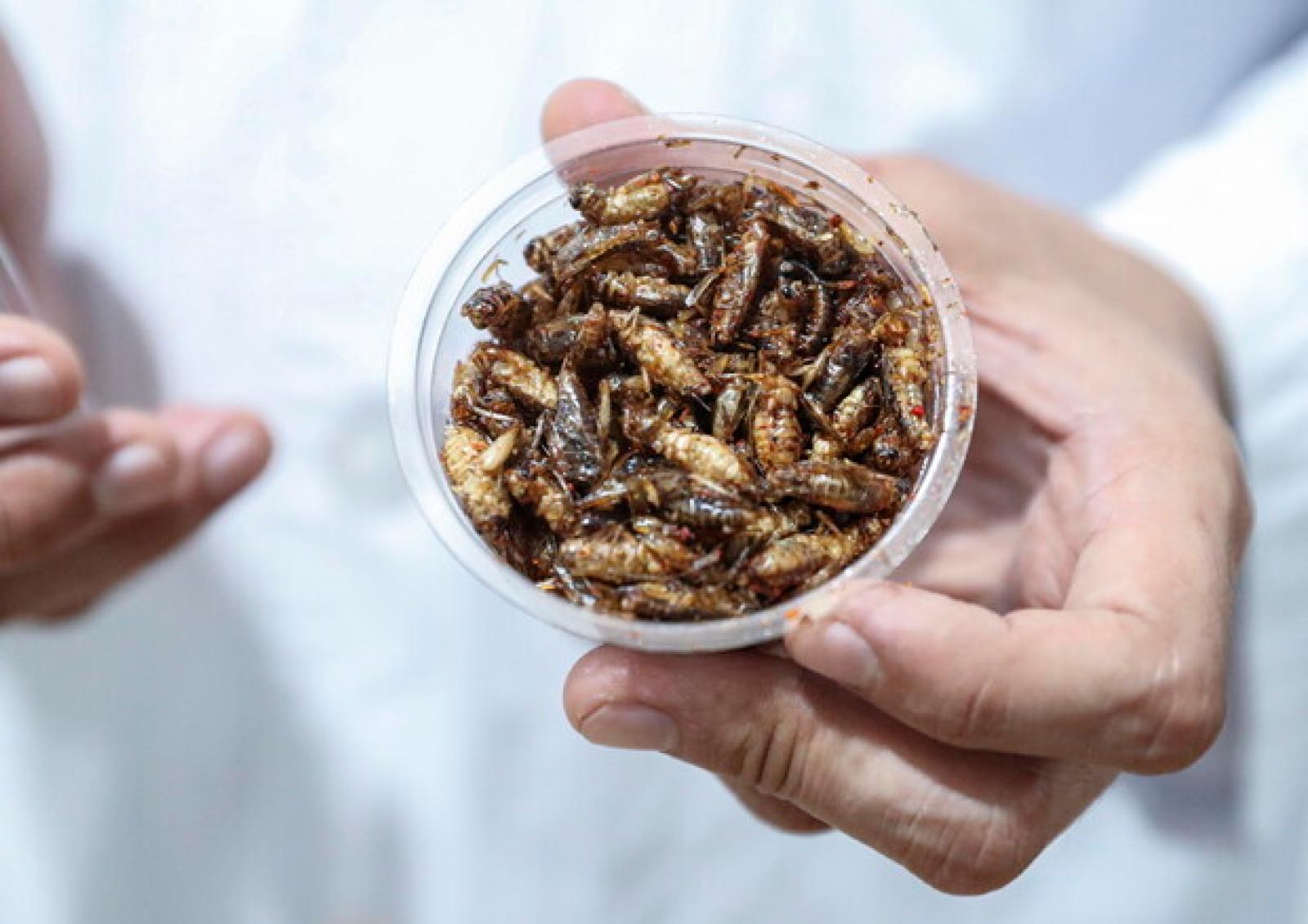 Da oggi sulle nostre tavole c'&egrave; la farina di grillo