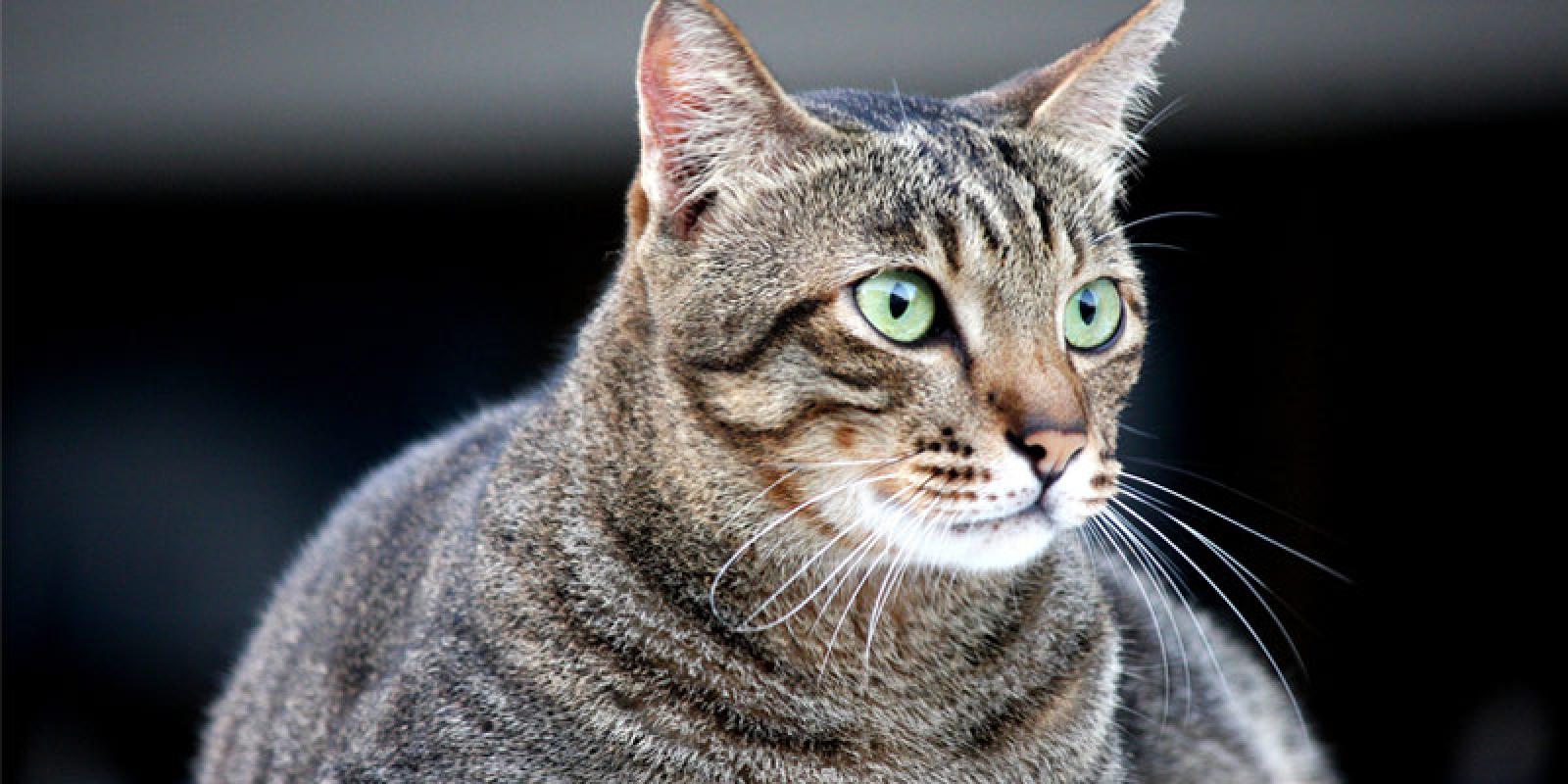 "Non va separato dal micio": rinviato lo sfratto