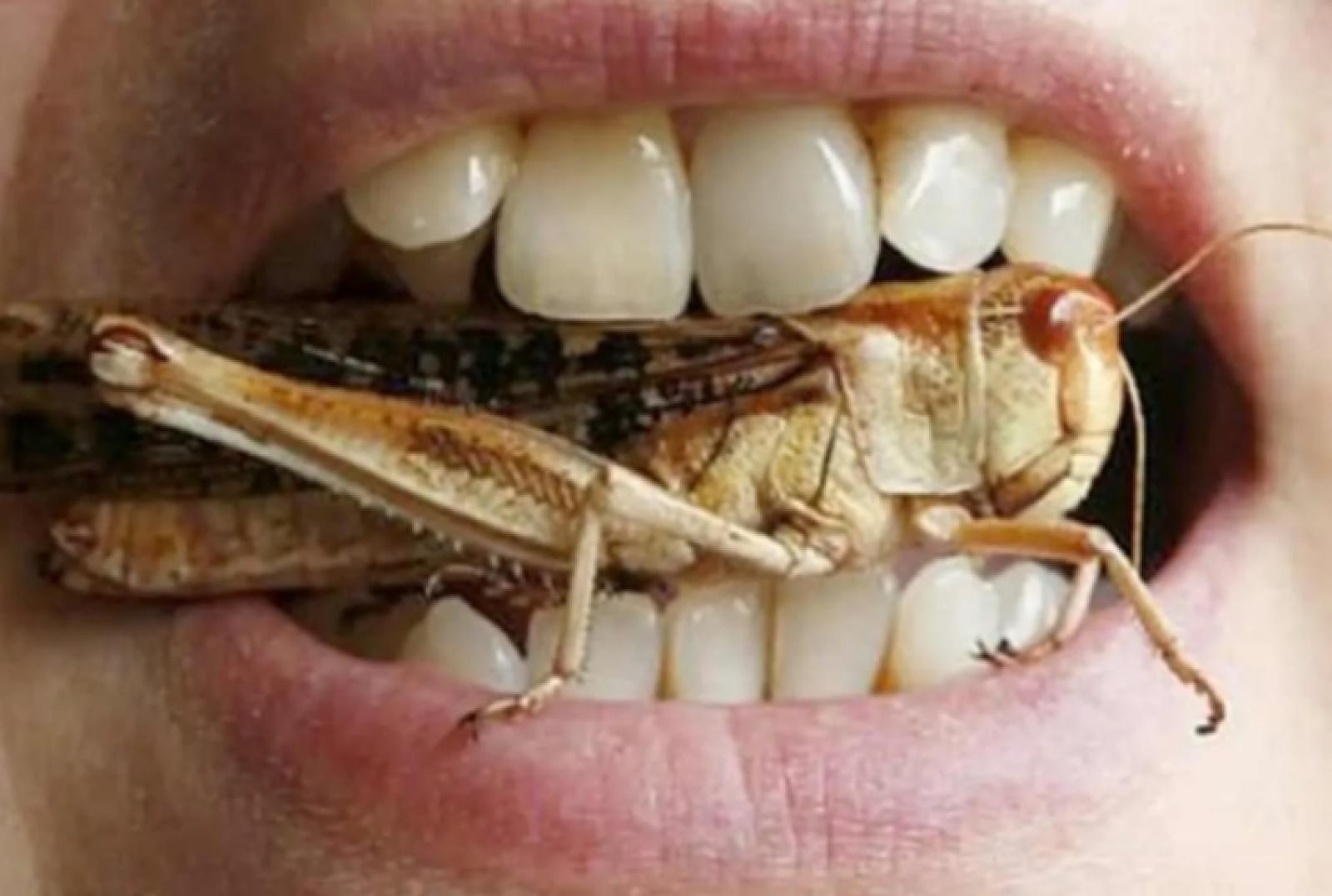 Mangiare gli insetti: Ok anche alle cavallette