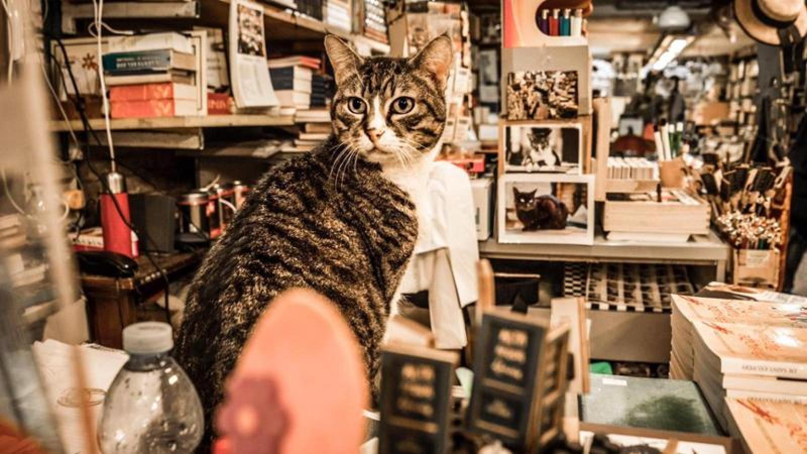 Addio Tigre, la gatta veneziana pi&ugrave; famosa del mondo