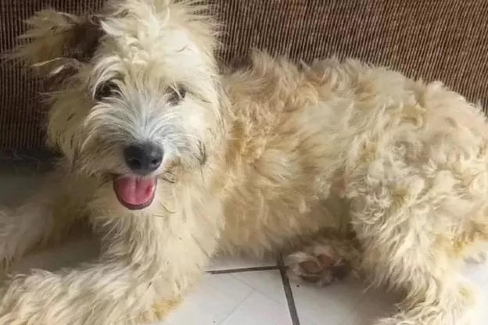 Compra un divano usato, dentro c'&egrave; un cane