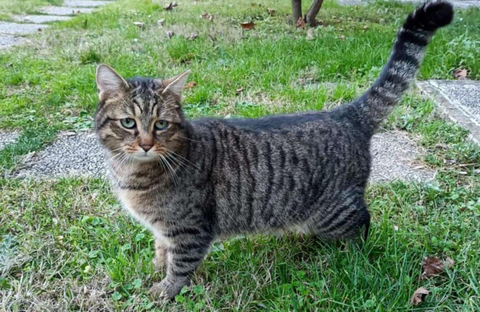 Da Milano a Imola, Kilo diventa gatto Giramondo