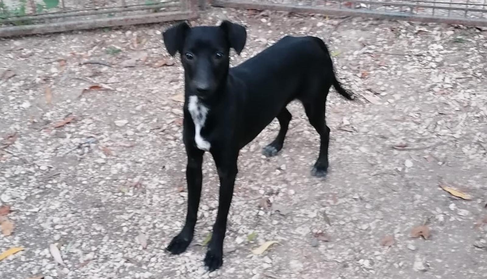 Dieci cuccioli aspettano le tue coccole