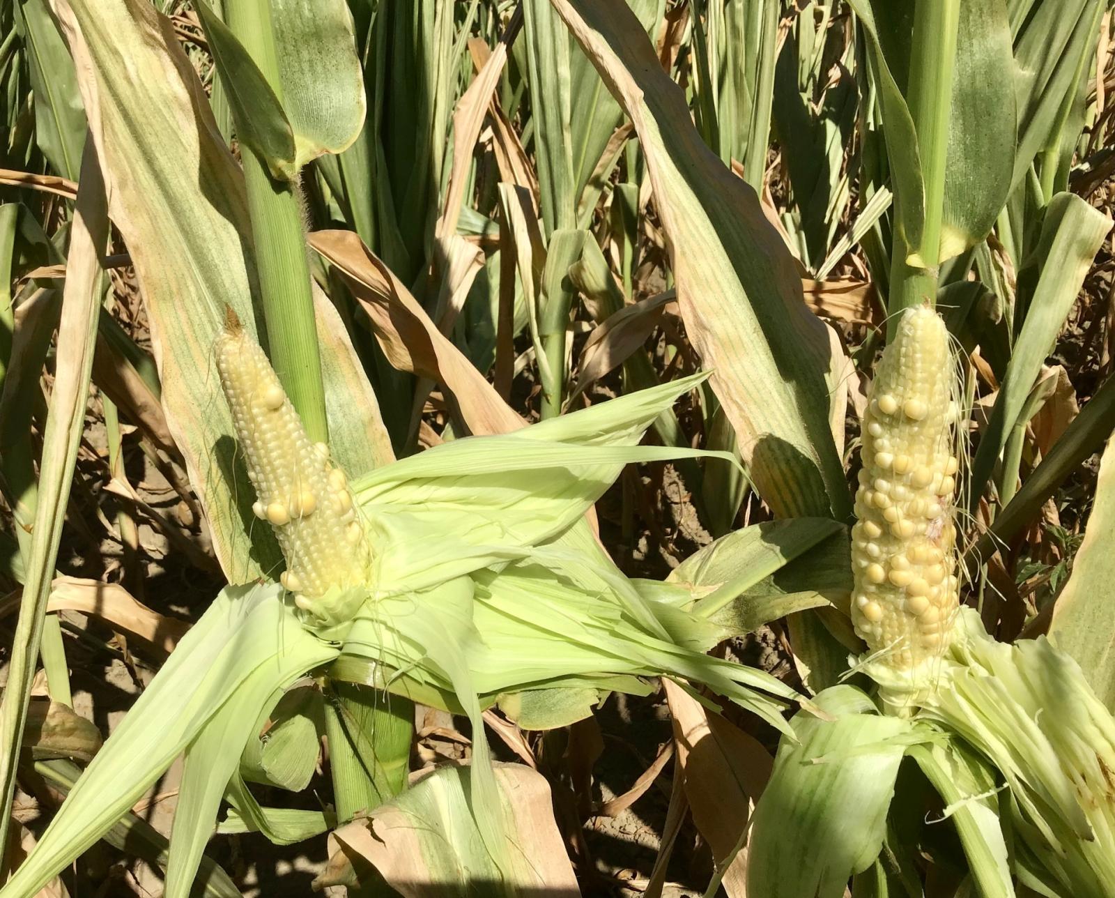 "Bisogna gi&agrave; razionare l'acqua"