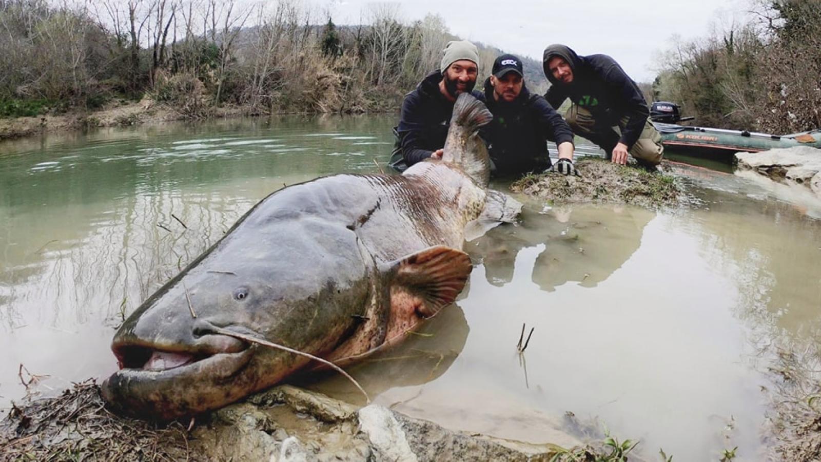 Dal fiume emerge un vero colosso