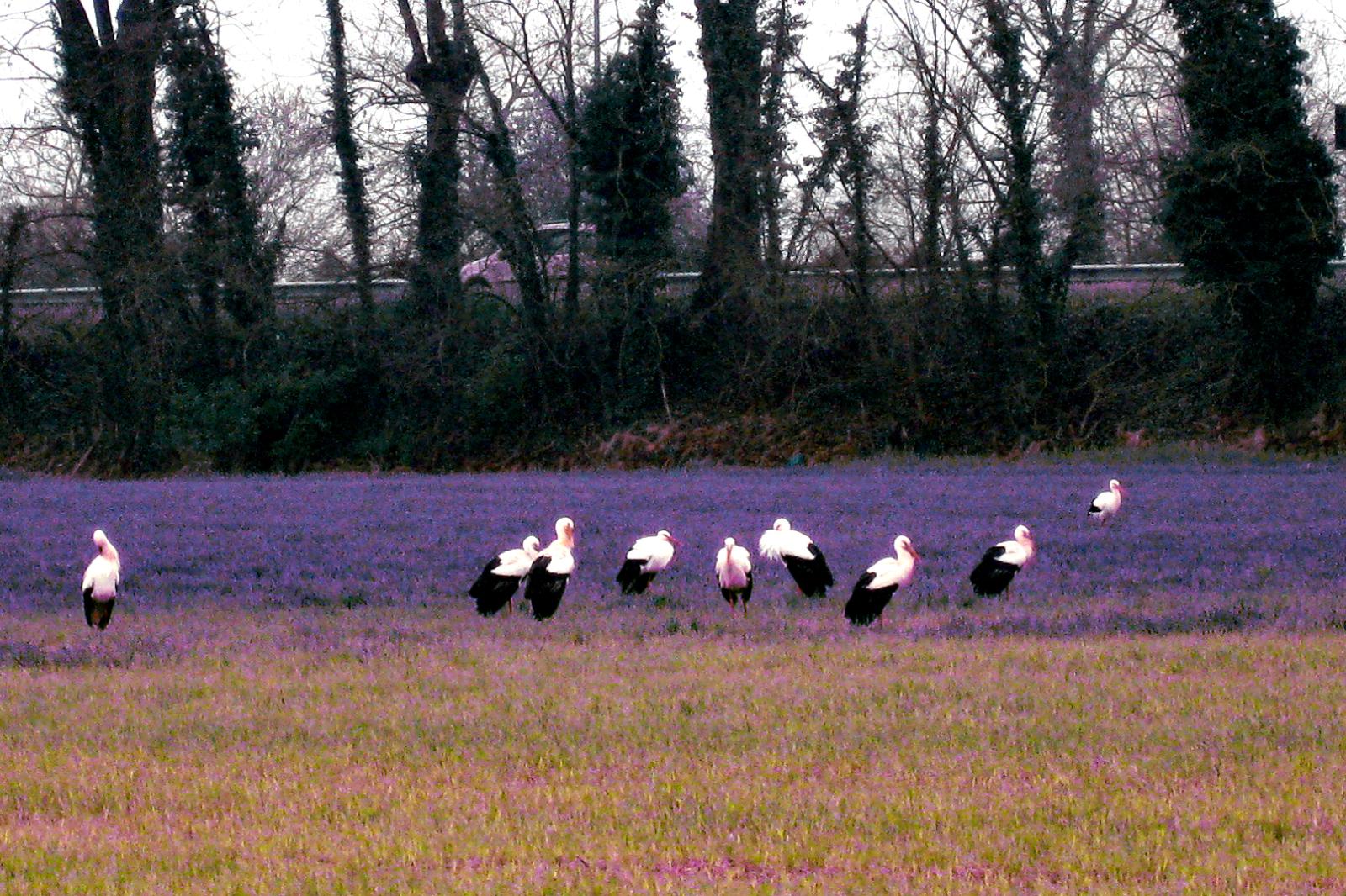 Le cicogne si riposano qui
