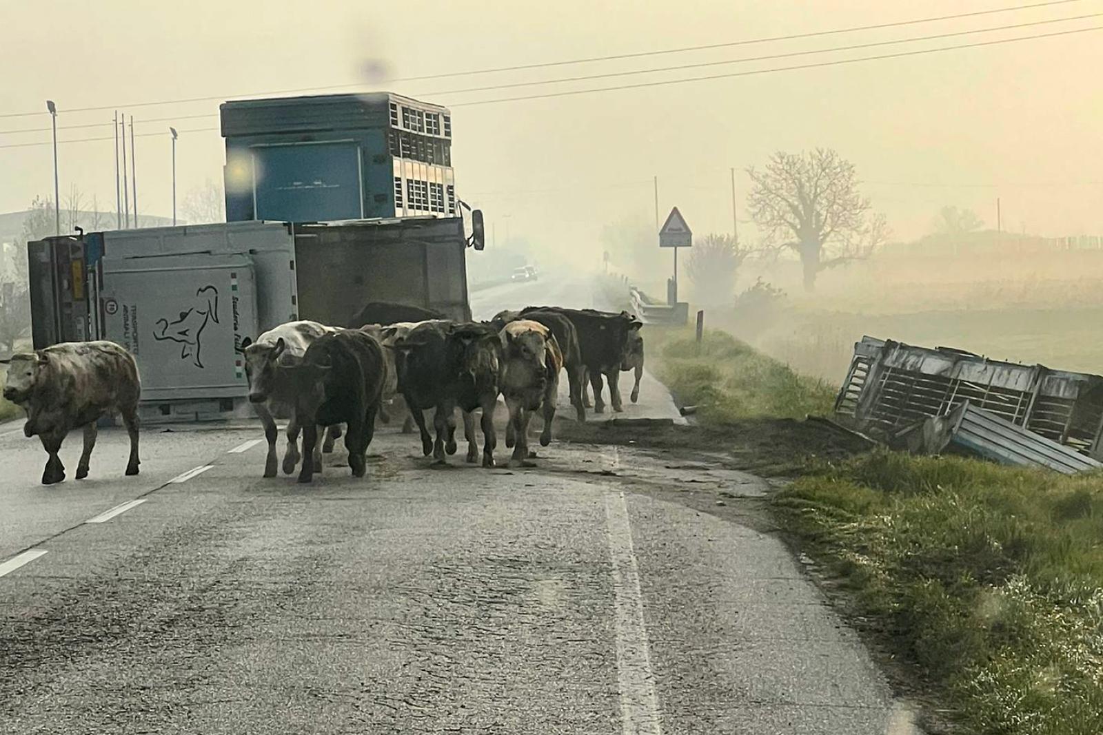 Tir ribaltato, tori in fuga sulla strada