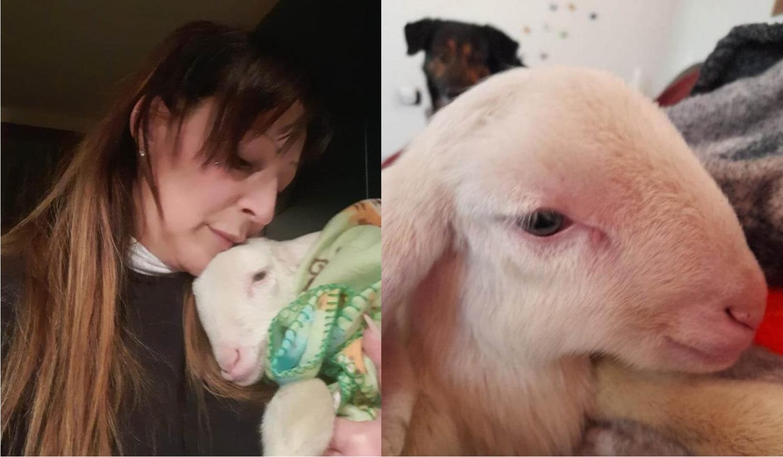 "Aiutatemi a salvare gli agnellini dal macello pasquale"